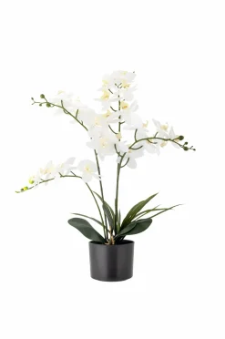 Online Bloomingville Orchid Plante Grøn